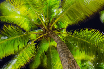 Coconut palm on sea side beach at night ,Pattaya Thailand,soft focus because shake with the wind.