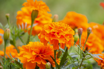 Red-orange marigold flowers.