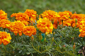 Red-orange marigold flowers.