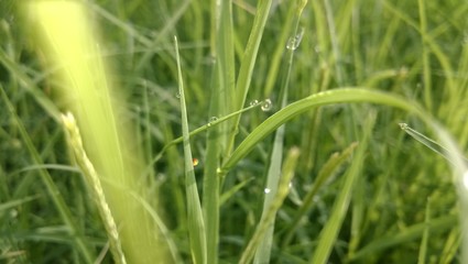 closeup of green grass