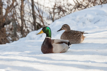 Group of ducks in forest.