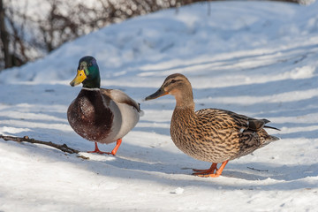 Group of ducks in forest.