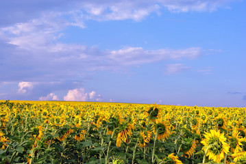Field with blooming sunflowers, cloudy sky in horizon, Ukraine