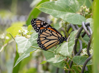 Pretty Butterfly One Side