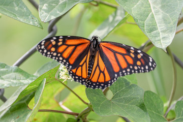 Pretty Butterfly with Wings 