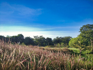 Obraz premium landscape with green field and blue sky