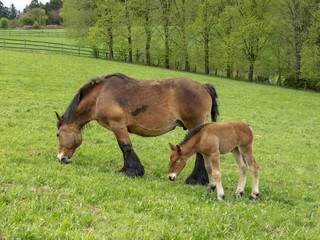 Naklejka na ściany i meble Ardennes foal standing next to its grazing mother mare in a Belgian May meadow