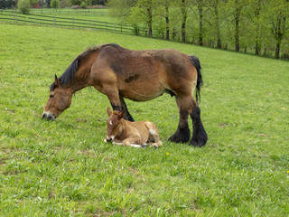 Ardennes foal reposing next to its grazing mother in a Belgian May meadow