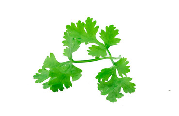 Green coriander leaves isolation on a white background.