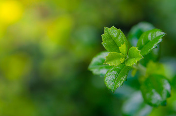 Fototapeta na wymiar fresh and green leaves in the garden.