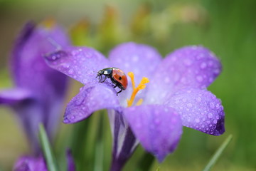 ladybird on flower © Anna