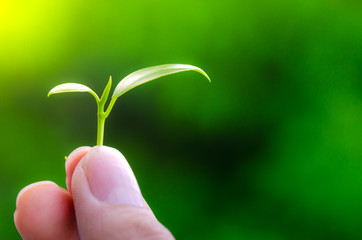 Human keep fresh green leaves in the garden.