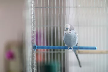 Photo sur Plexiglas Perroquet Un perroquet ondulé est assis sur une barre transversale en plastique dans une cage à oiseaux