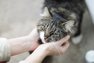 A happy face of a cat in the hands of a good man