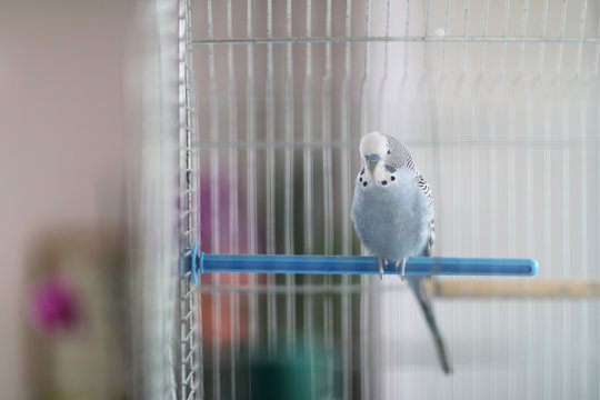 A wavy parrot sits on a plastic crossbar in a bird cage