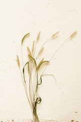 Autumn composition background. Several dried spikelets on white vintage background. minimalism
