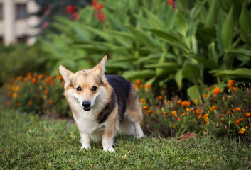 Happy and active purebred Welsh Corgi dog outdoors in the grass on a sunny summer day.