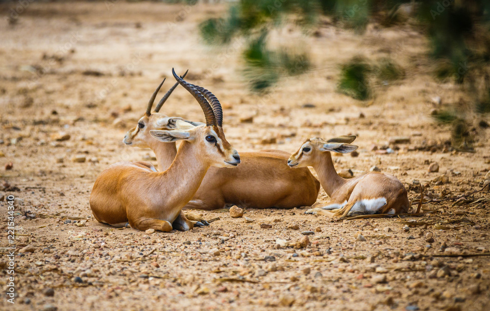 Canvas Prints antelope