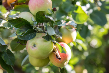 Reife, grün, rote Äpfel am Obstbaum Zweig im Garten zur Erntezeit