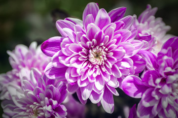 chrysanthemum