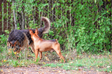Two dogs shepard and miniature pincher meet through fence outdoors in summer day.
