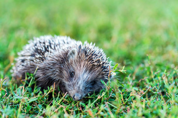 Lovely hedgehog or Erinaceus roumanicus on grass