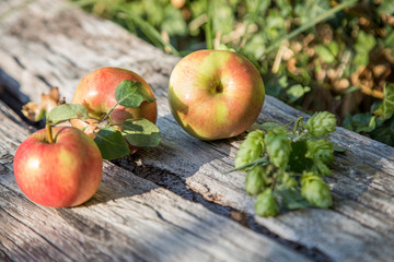 Reife, rot, gelb, grüne Äpfel und wilder Echter Hopfen auf Holz Bank im Spätsommer