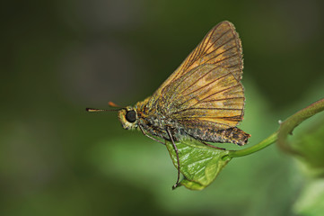 Beautiful moth close up, close-up, blurred green background