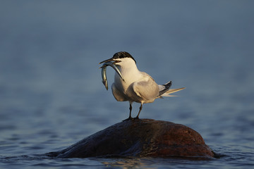 Sandwich tern (Thalasseus sandvicensis)