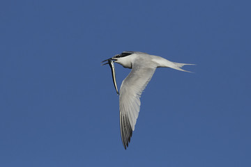 Sandwich tern (Thalasseus sandvicensis)
