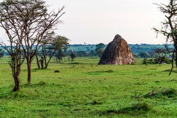 View of savannah nature and rock in Tanzania