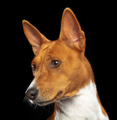 Basenji Dog on Isolated Black Background in studio