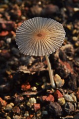 a single mushroom