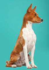 Basenji Dog on Isolated Blue Background in studio