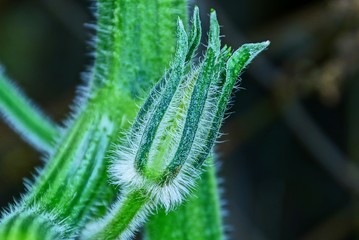 small one green bud sprout on a plant branch