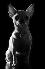 Chihuahua Dog  Isolated  on Black Background in studio