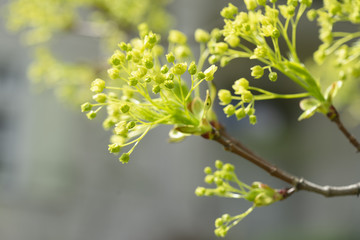 Ahornblätter und -knospen im Frühling