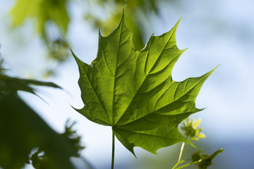 Ahornblätter und -knospen im Frühling