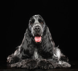 English cocker spaniel Dog  Isolated  on Black Background in studio