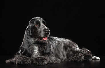 English cocker spaniel Dog  Isolated  on Black Background in studio