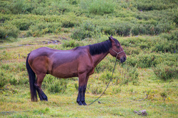 Horses in nature