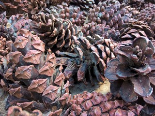 Conifer cones on the ground