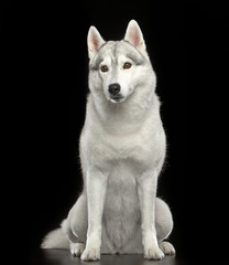 Siberian Husky Dog Isolated  on Black Background in studio