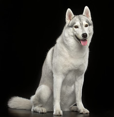 Siberian Husky Dog Isolated  on Black Background in studio