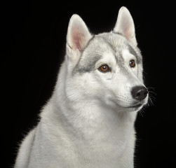 Siberian Husky Dog Isolated  on Black Background in studio