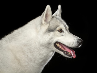 Siberian Husky Dog Isolated  on Black Background in studio