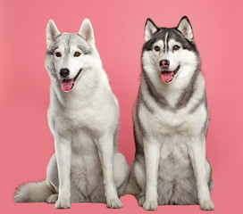 Fototapeta premium Siberian Husky Dog Isolated on Pink Background in studio