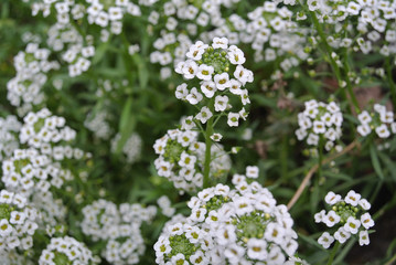 Alissum