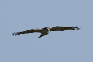 Eurasian sparrowhawk (Accipiter nisus)