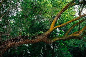 Fototapeta premium beautiful old tree in green forest or garden